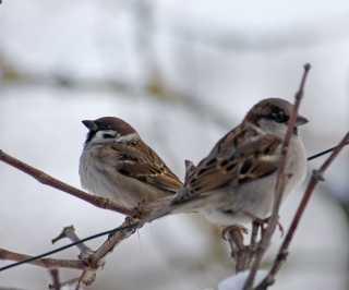 Übertragung und Gegenübertragung